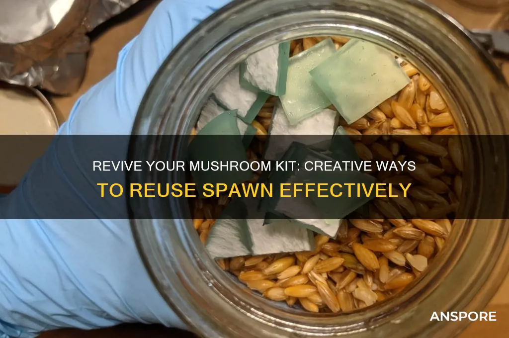 how to reuse spawn from mushroom kit