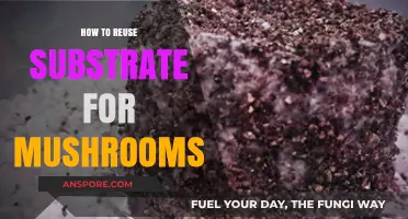 Sustainable Mushroom Cultivation: Reusing Substrate for Eco-Friendly Harvests