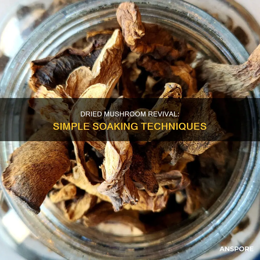 how to revive dried mushrooms