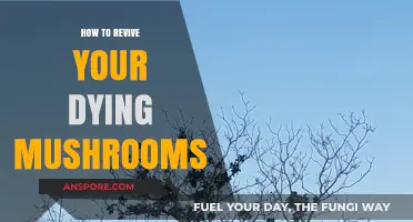 Revive Your Mushrooms: Essential Tips to Save Your Failing Fungal Crop