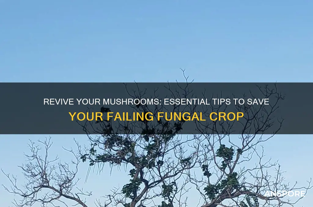 how to revive your dying mushrooms