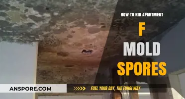 Effective Ways to Eliminate Mold Spores in Your Apartment