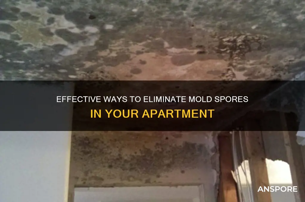 how to rid apartment f mold spores
