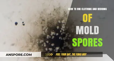 Effective Methods to Eliminate Mold Spores from Clothing and Bedding