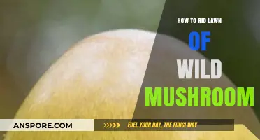 Effective Ways to Eliminate Wild Mushrooms from Your Lawn