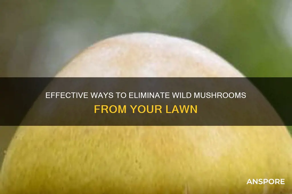 how to rid lawn of wild mushrooms