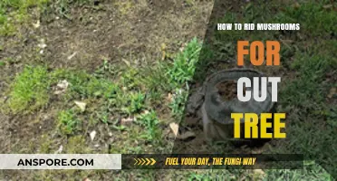 Effective Ways to Eliminate Mushrooms from Cut Tree Stumps