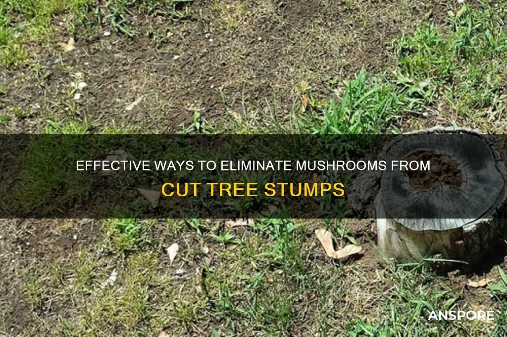 how to rid mushrooms for cut tree
