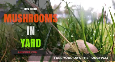 Effective Ways to Eliminate Mushrooms from Your Yard Naturally