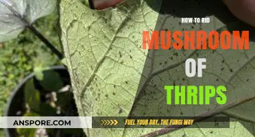 Effective Strategies to Eliminate Thrips Infestation in Mushroom Cultivation