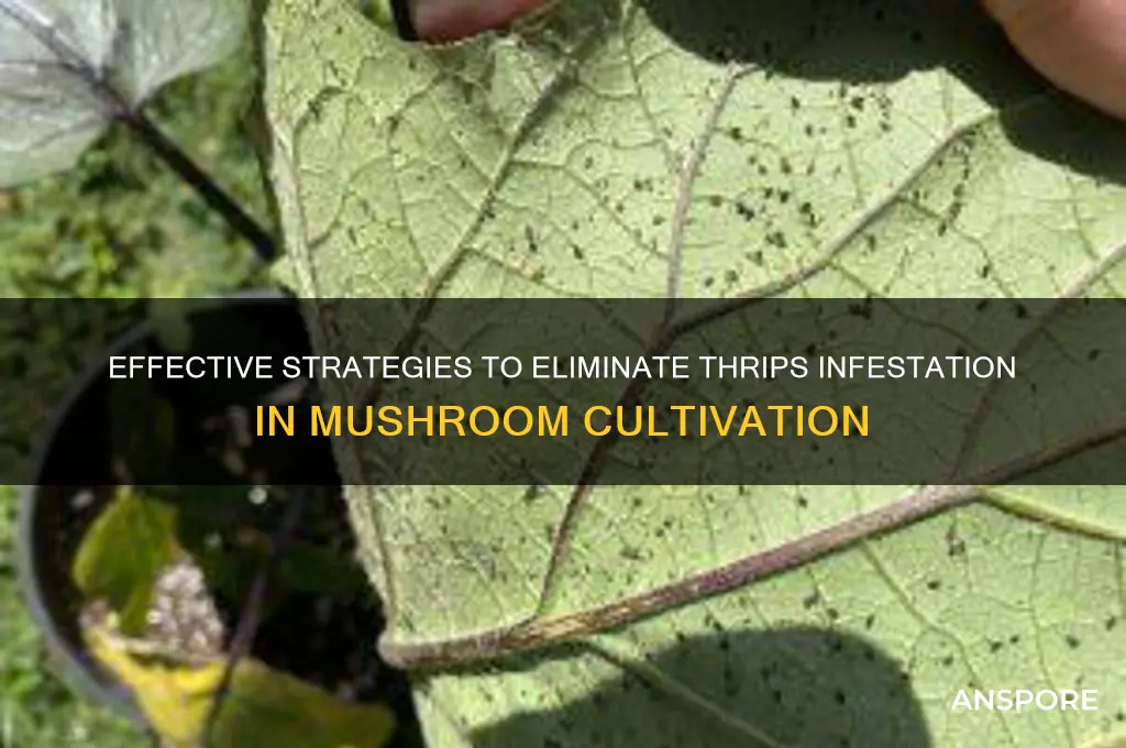 how to rid mushrooms of thrips