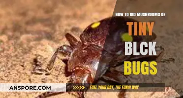 Effective Ways to Eliminate Tiny Black Bugs from Mushrooms