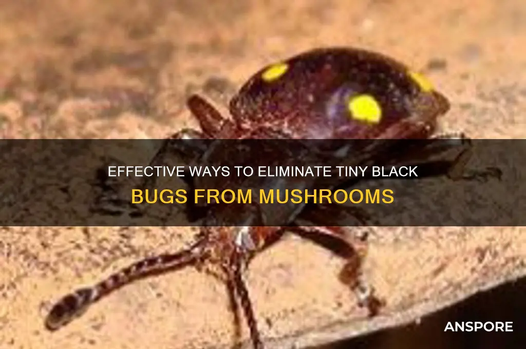 how to rid mushrooms of tiny blck bugs