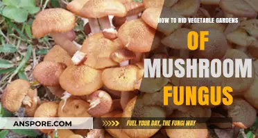 Effective Ways to Eliminate Mushroom Fungus in Vegetable Gardens