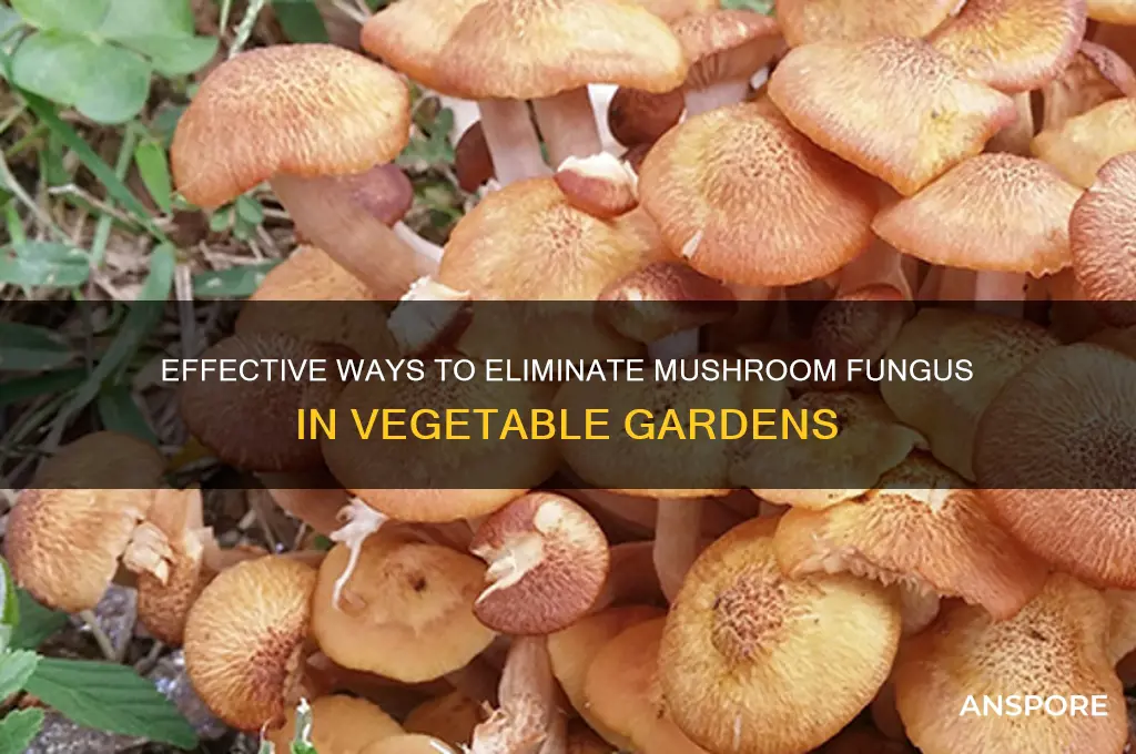 how to rid vegetable gardens of mushroom fungus