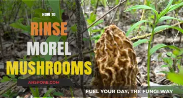 Mastering Morel Mushroom Rinsing: A Simple Guide for Perfect Cleaning