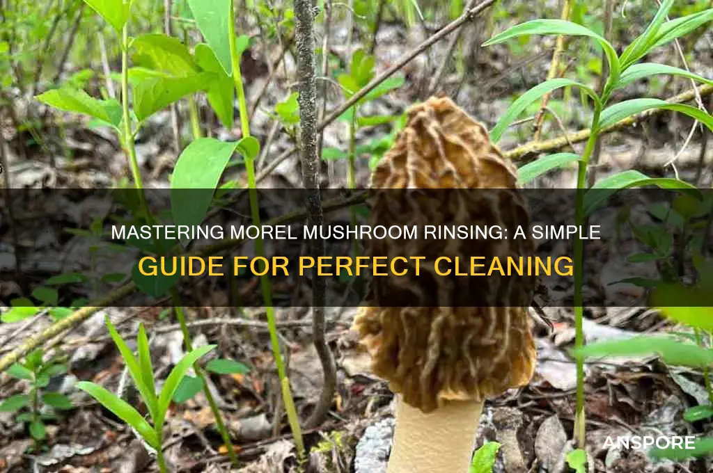 how to rinse morel mushrooms
