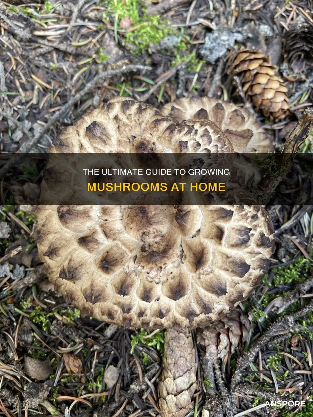 how to roadt mushrooms