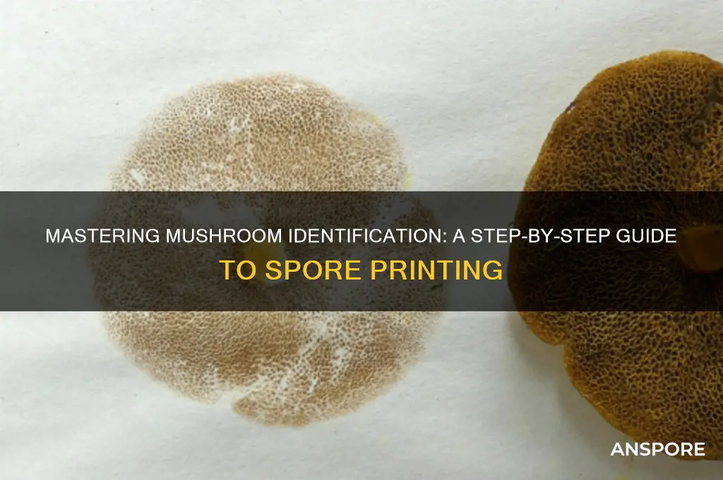 how to run a spore print on a mushroom
