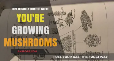 Safe Mushroom Cultivation: Effective Disinfection Methods for Optimal Growth