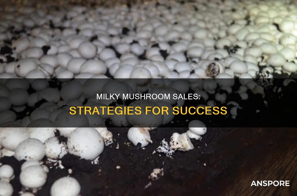 how to sale milky mushroom
