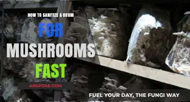 Quick Room Sanitization Guide for Growing Healthy Mushrooms Fast