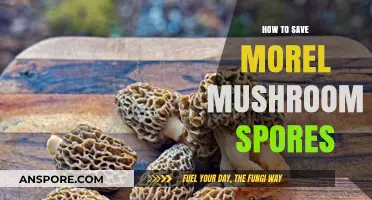 Mastering Morel Mushroom Spore Preservation: A Step-by-Step Guide