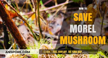 Preserving Morel Mushrooms: Expert Tips for Long-Lasting Freshness and Flavor