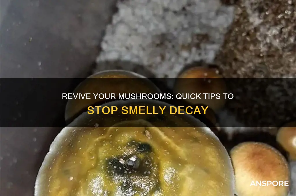 how to save mushrooms that are starting to smell