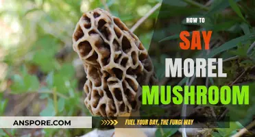 Mastering the Pronunciation of Morel Mushrooms: A Quick Guide