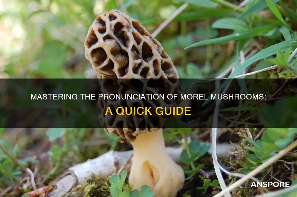 how to say morel mushroom