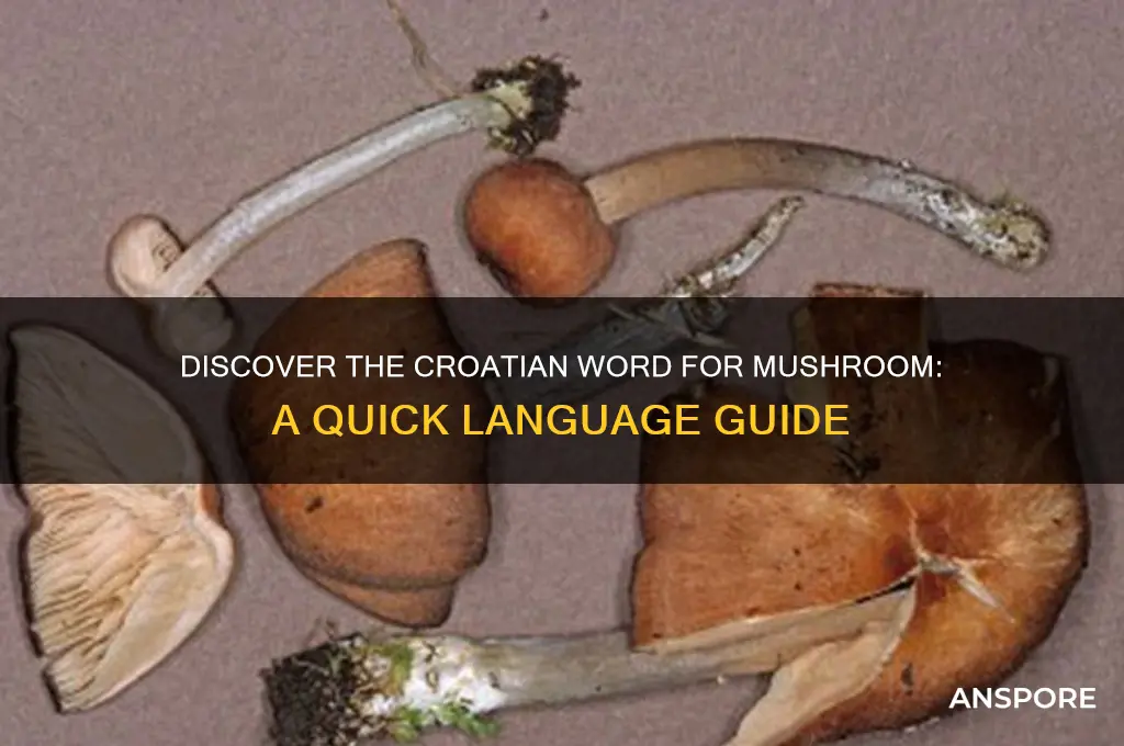 how to say mushroom in croatian