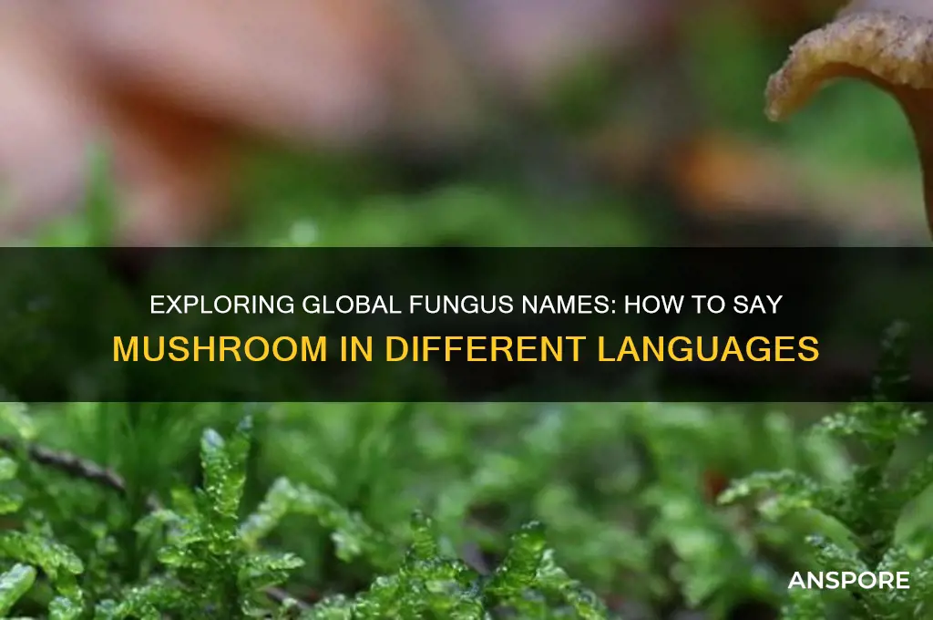 how to say mushroom in different languages