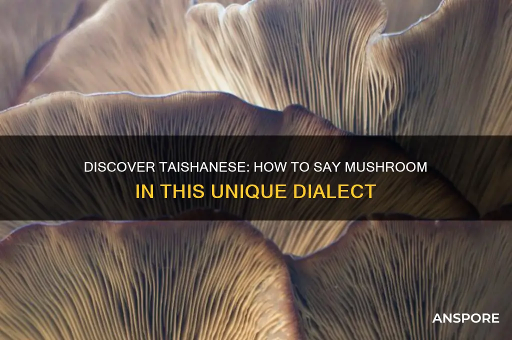 how to say mushroom in taishanese