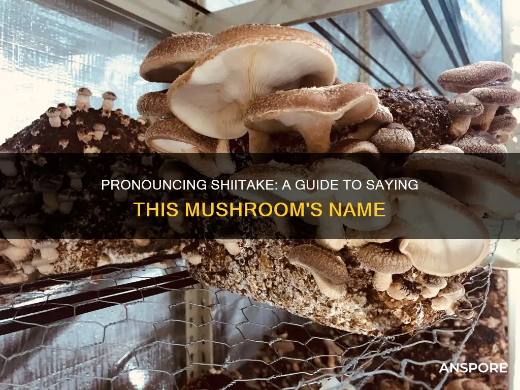 how to say shiitake mushroom