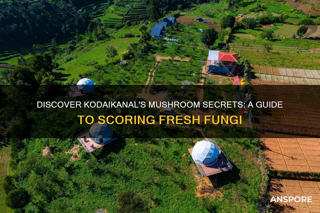 how to score mushrooms in kodaikanal