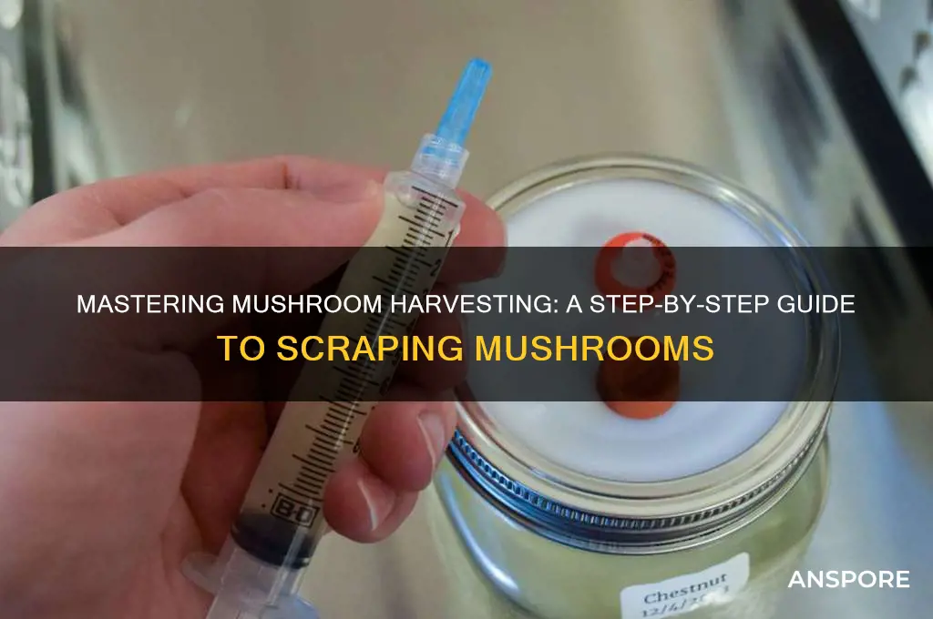 how to scrape out a mushroom