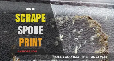 Mastering Mushroom Identification: A Step-by-Step Guide to Scraping Spore Prints