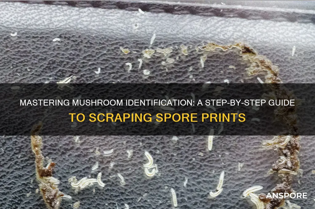 how to scrape spore print