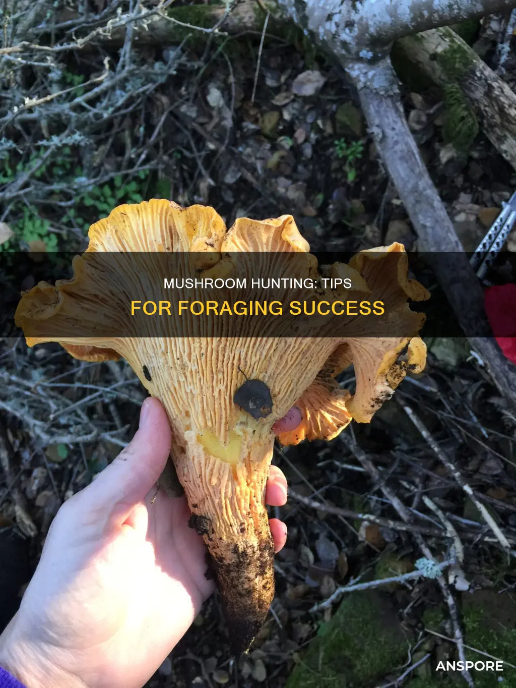 how to search for mushrooms