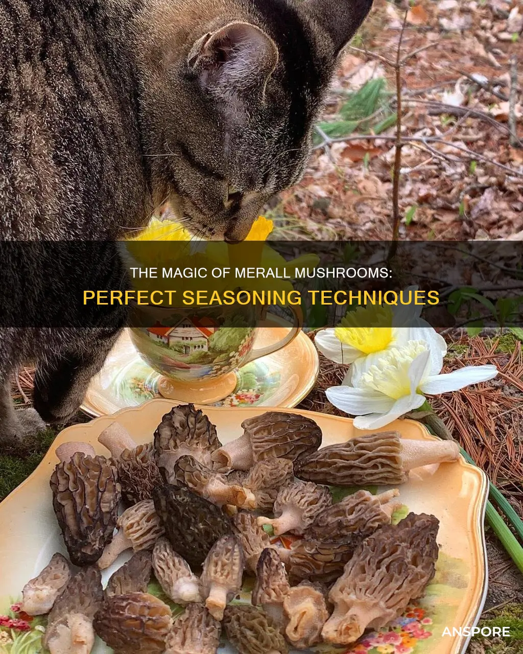 how to season merall mushrooms