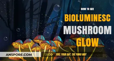 Discover the Magical Glow of Bioluminescent Mushrooms at Night