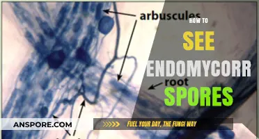 Spotting Endomycorrhizae Spores: A Simple Guide to Identification