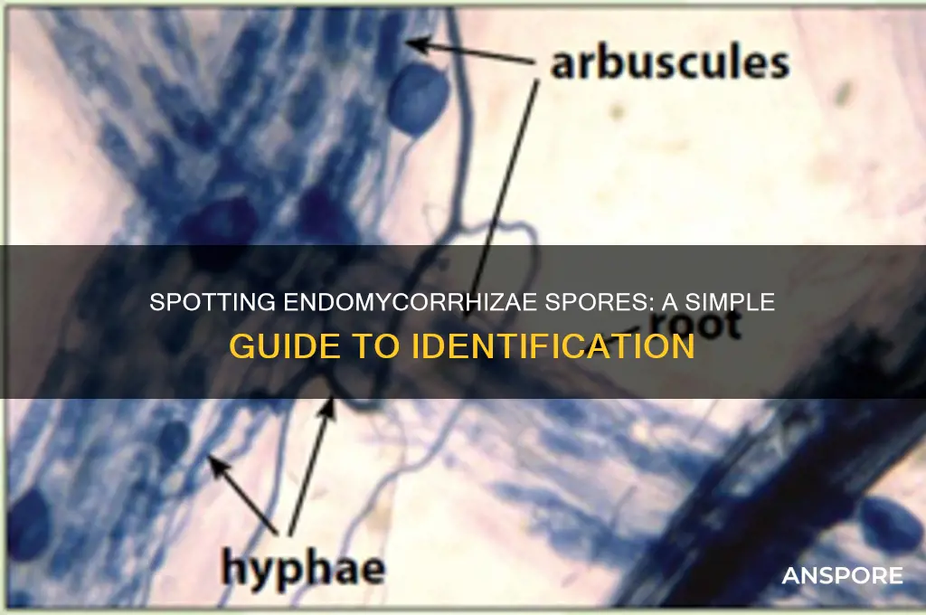 how to see endomycorrhizae spores