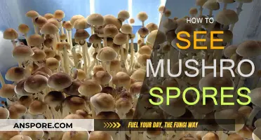 Visualizing Mushroom Spores: A Microscopic Adventure