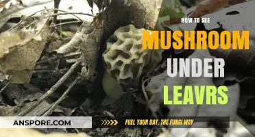 Discover Hidden Mushrooms: Tips for Spotting Fungi Under Leaves