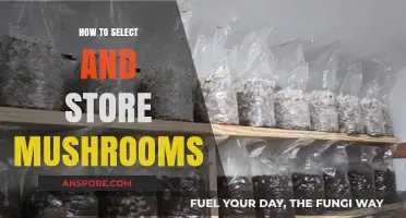 Mastering Mushroom Selection and Storage: Tips for Freshness and Flavor
