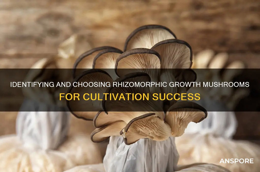 how to select rhizomorphic growth mushrooms