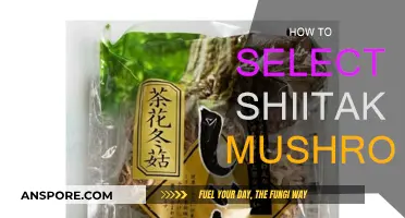 Selecting Shiitake: Freshness and Quality Check