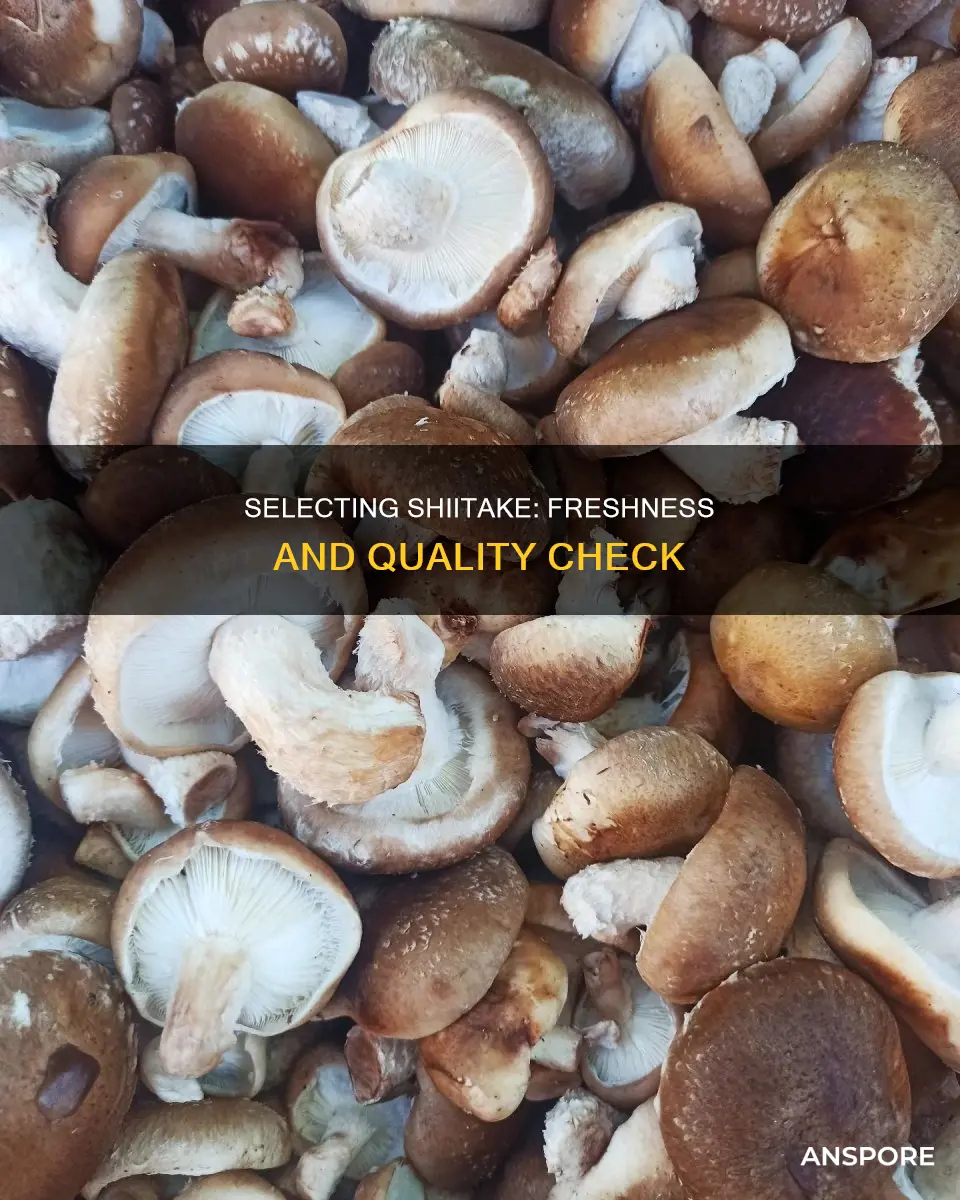 how to select shiitake mushrooms